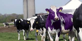purple cow standing amongst normal looking cows